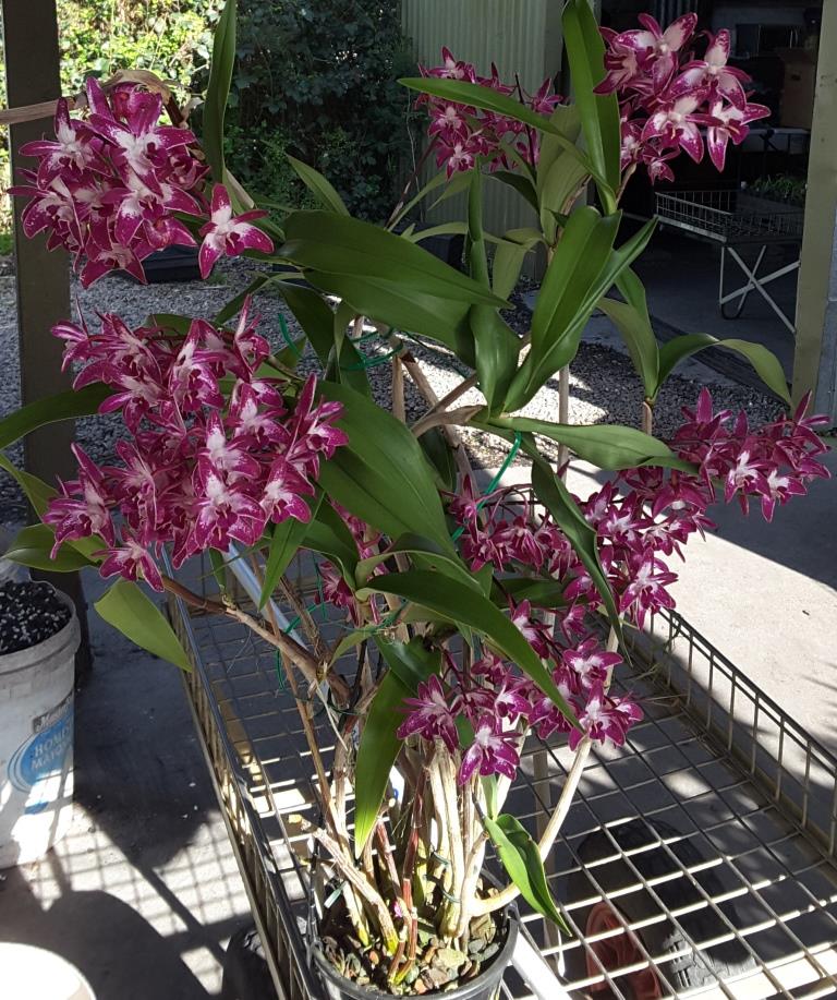 Dendrobium Flinders - photo 2