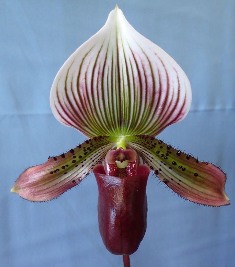 Paph Super Maud