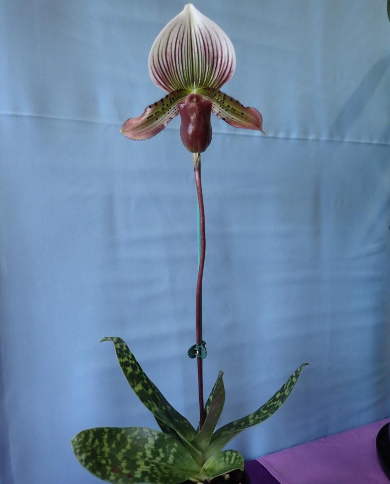 Paphiopedilum Super Maud - photo 2
