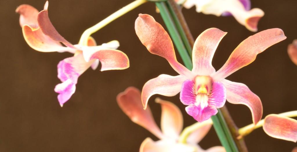 Dendrobium Gladstone Twist - photo 2