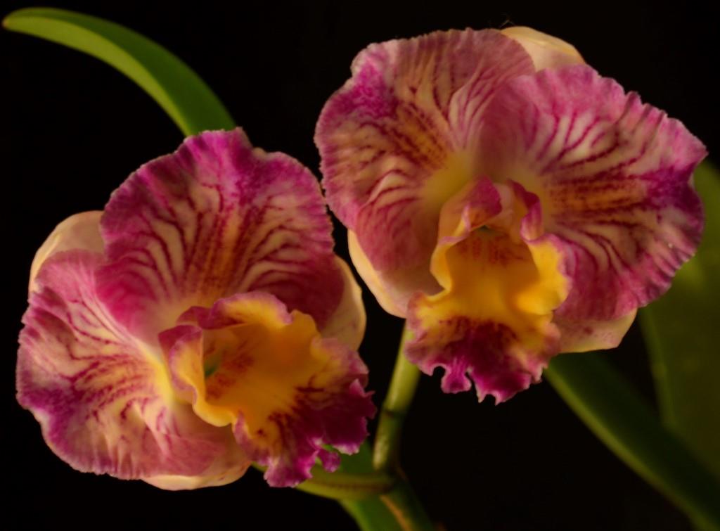 Rth Rosella's Free Angel