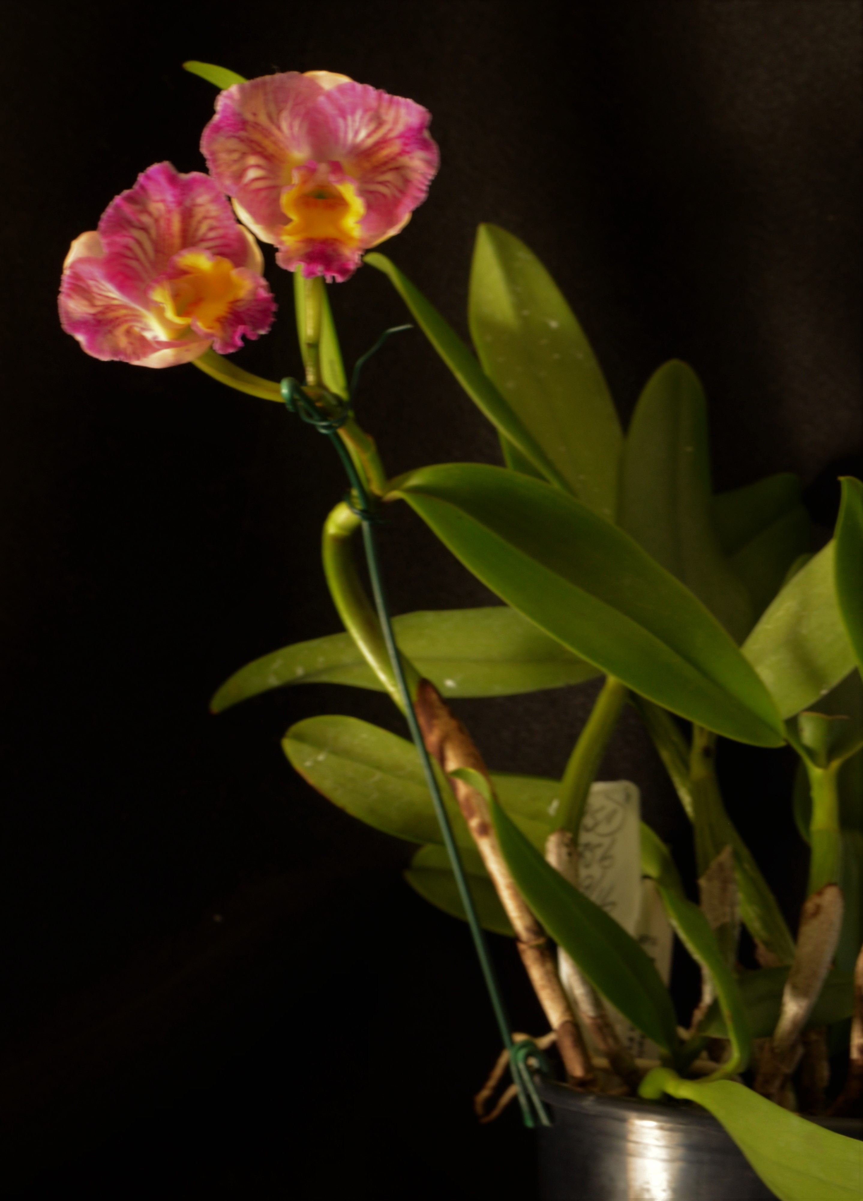 Rhyncattleanthe Rosella's Free Angel - photo 2