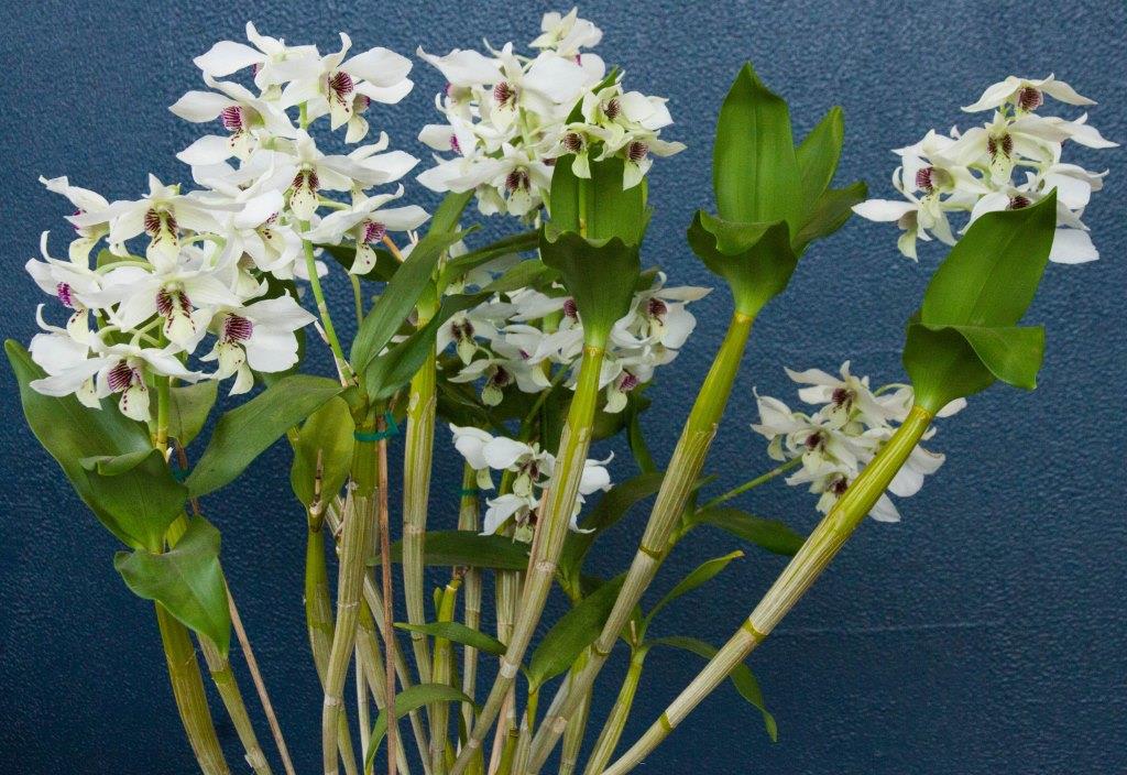 Dendrobium Roy Tokunaga - photo 2