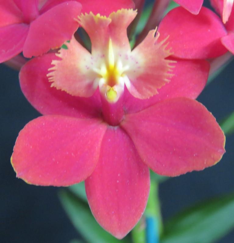 Epidendrum Topaz Special - photo 2