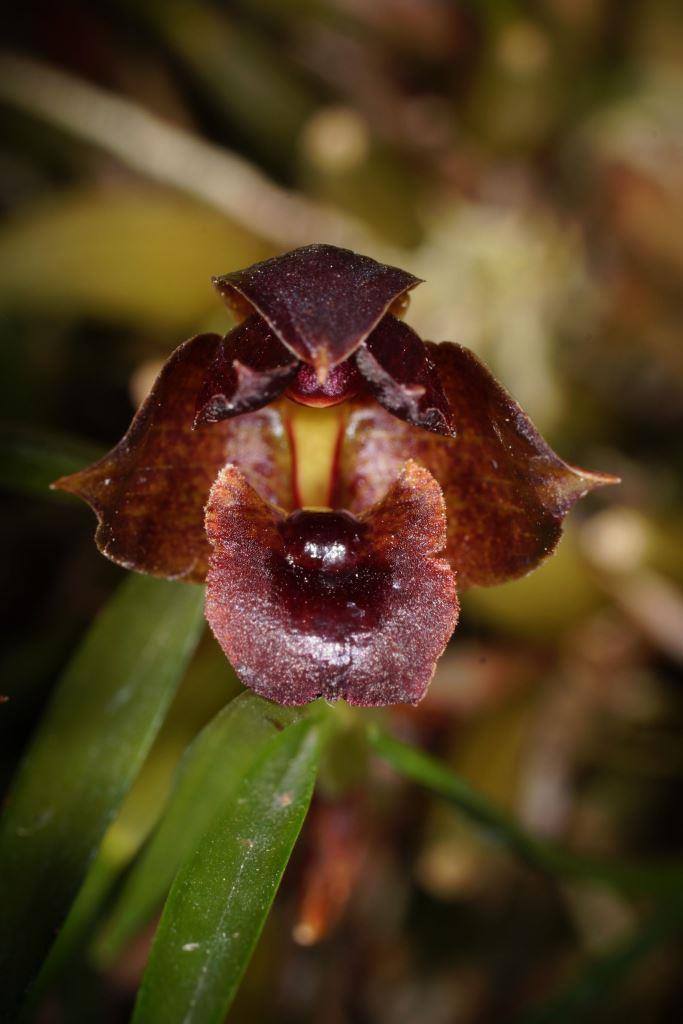 Maxillaria paranaensis