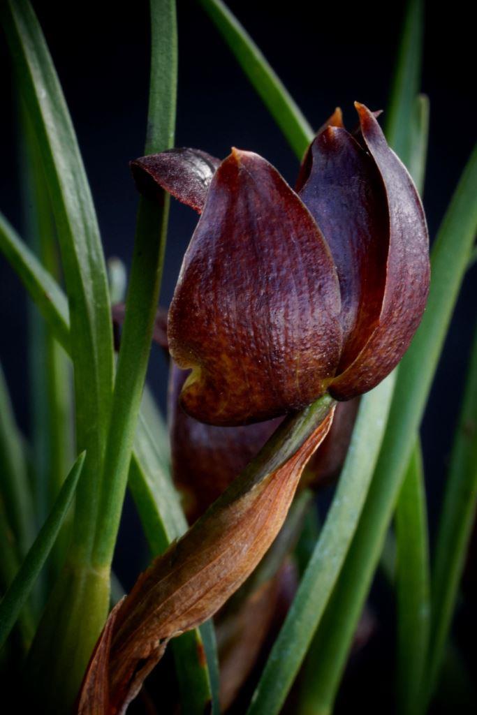 Maxillaria paranaensis - photo 2