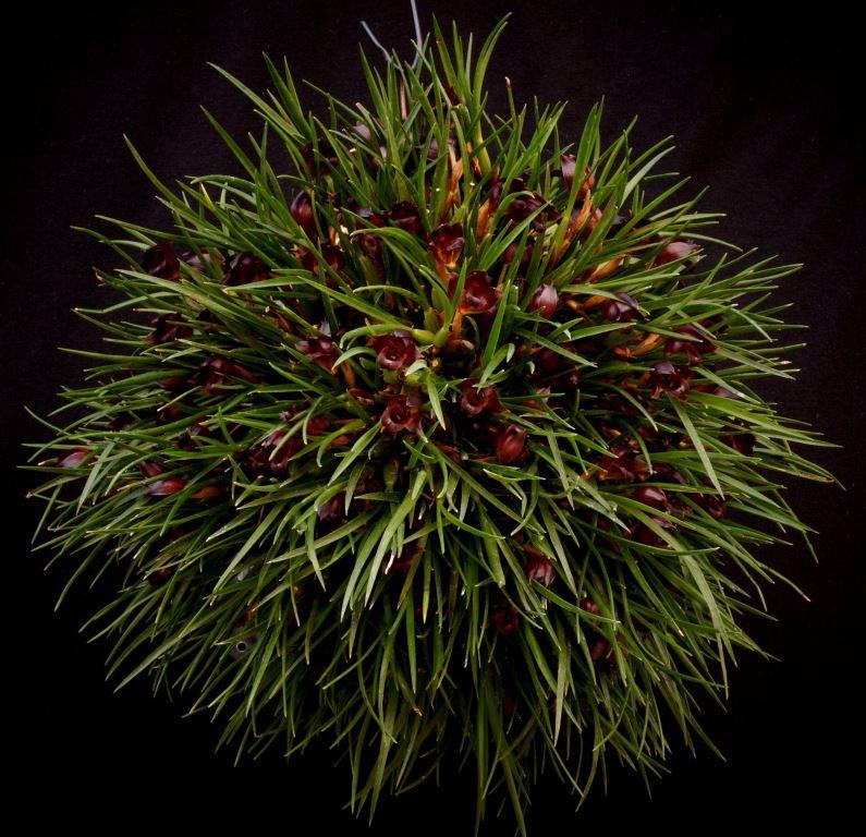 Maxillaria paranaensis