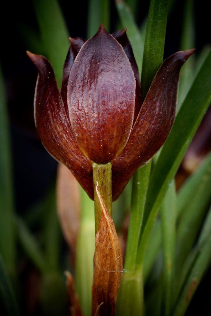 Maxillaria paranaensis - photo 2