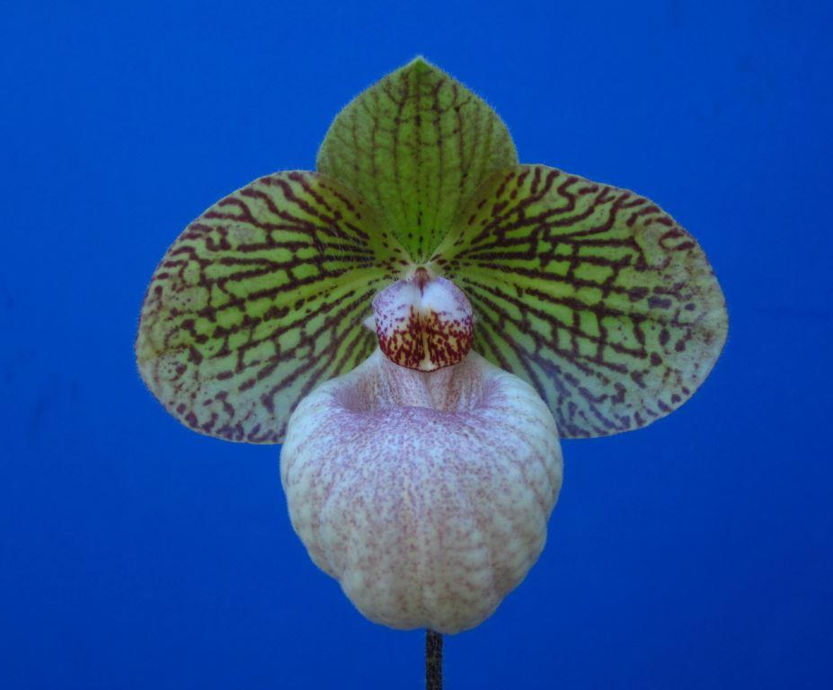 Paph Fanaticum