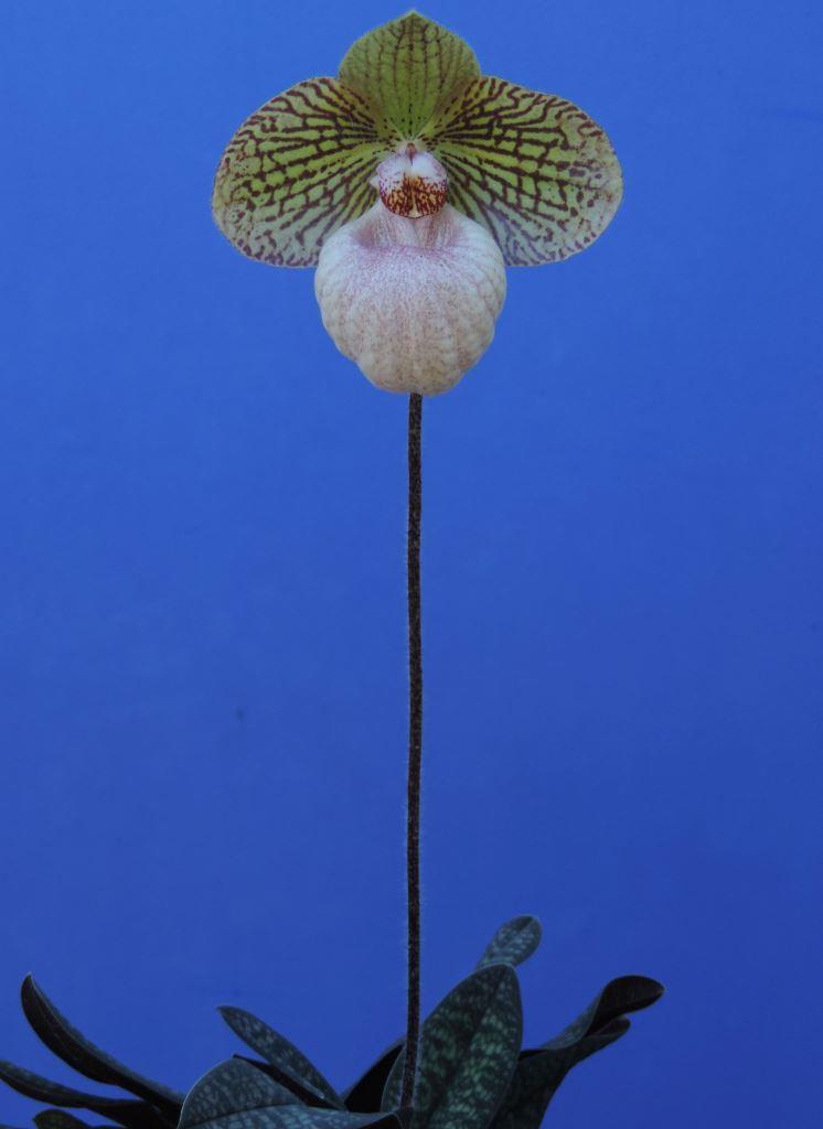 Paphiopedilum Fanaticum - photo 2