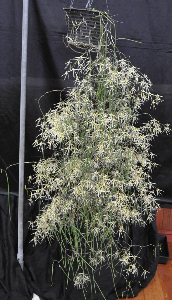 Dendrobium teretifolium