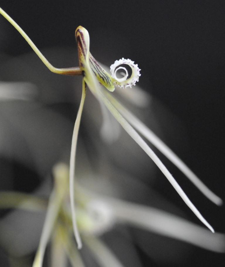 Dendrobium teretifolium var. fasciculatum - photo 2