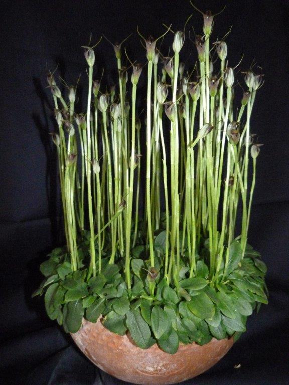 Pterostylis pedunculata