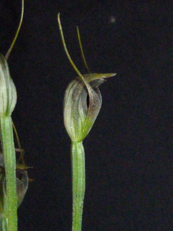 Pterostylis pedunculata - photo 2