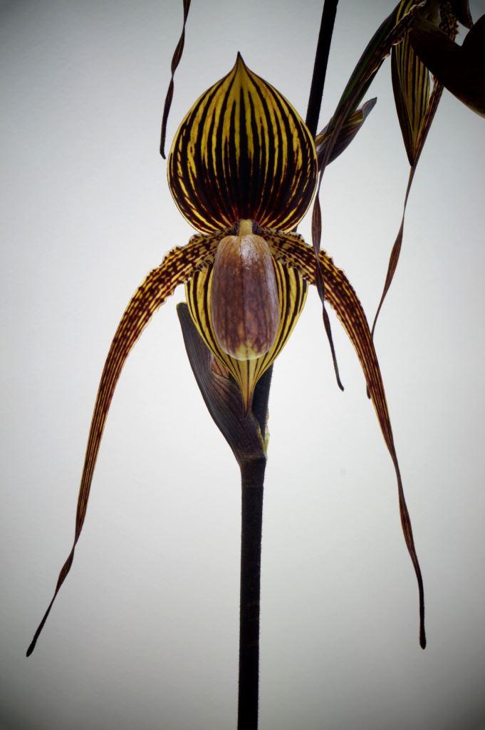 Paph Johanna Burkhardt