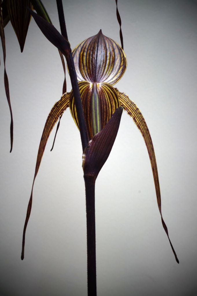 Paphiopedilum Johanna Burkhardt - photo 2