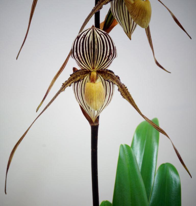 Paph Saint Swithin
