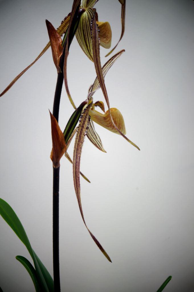 Paphiopedilum Saint Swithin - photo 2