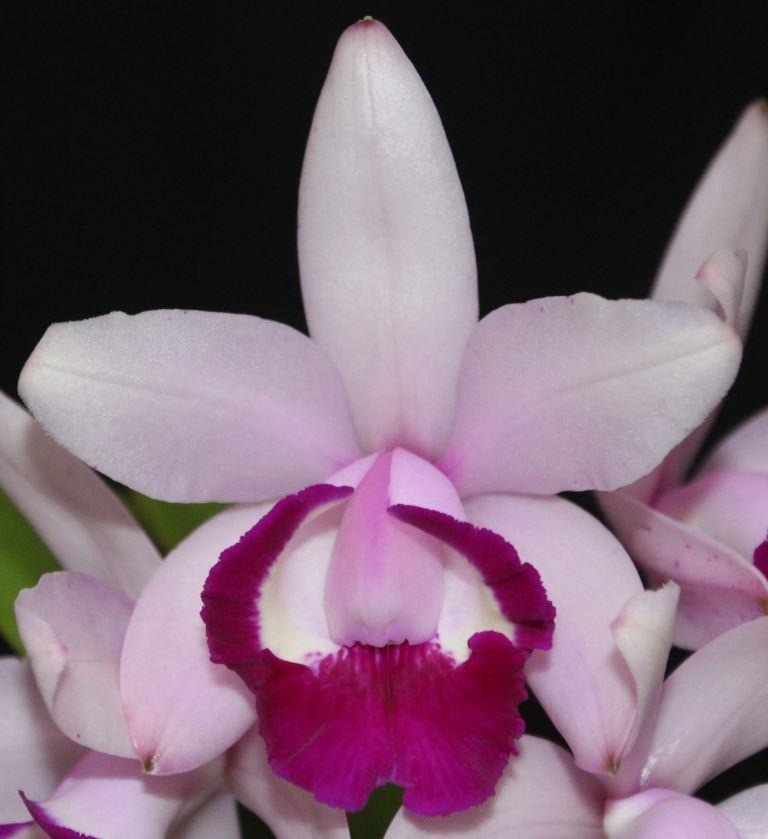Cattleya intermedia