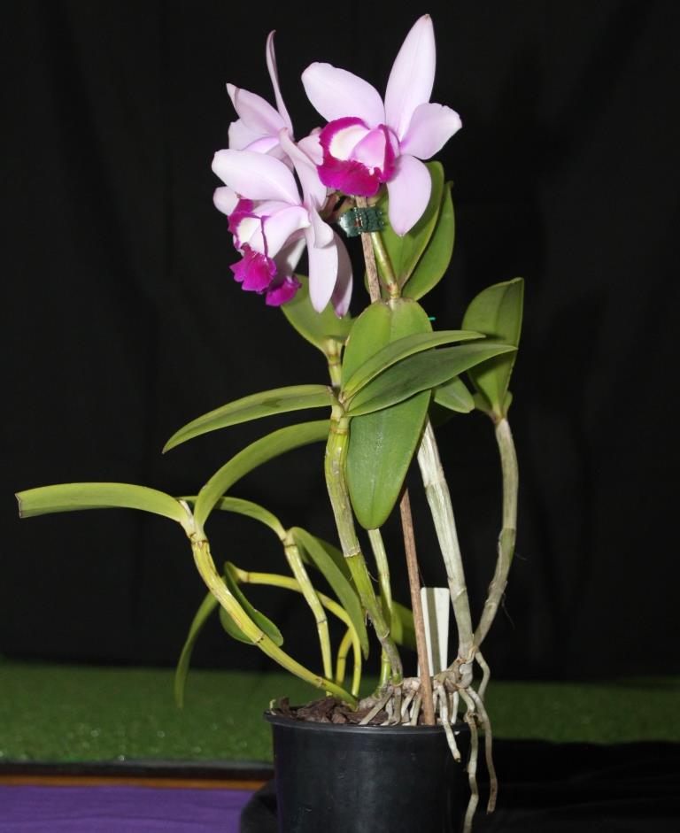 Cattleya intermedia - photo 2