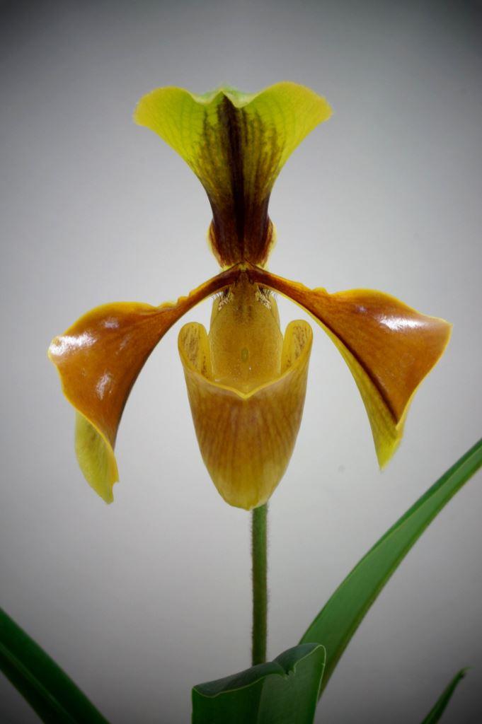 Paphiopedilum villosum
