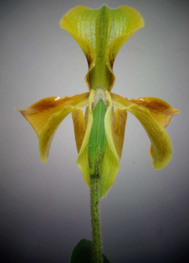 Paphiopedilum villosum var. villosum - photo 2