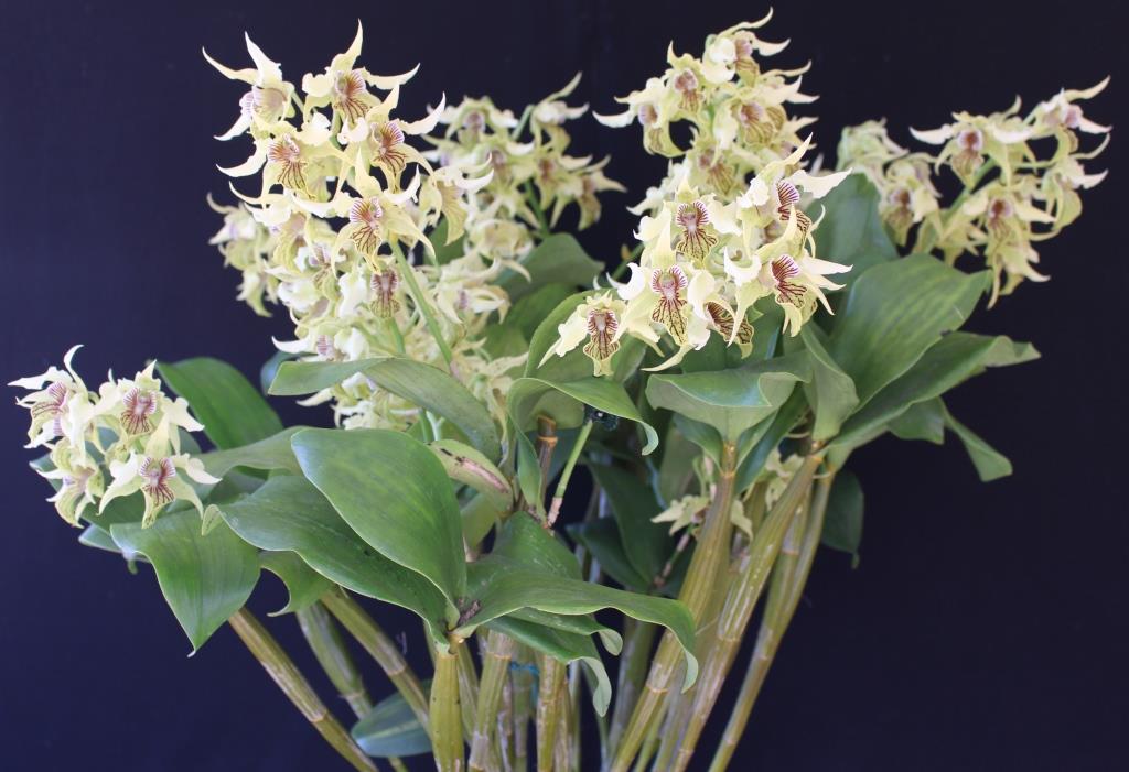 Dendrobium Pacific Pride - photo 2