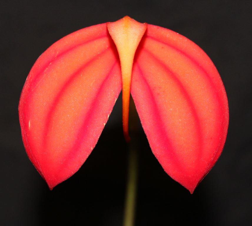 Masdevallia ignea