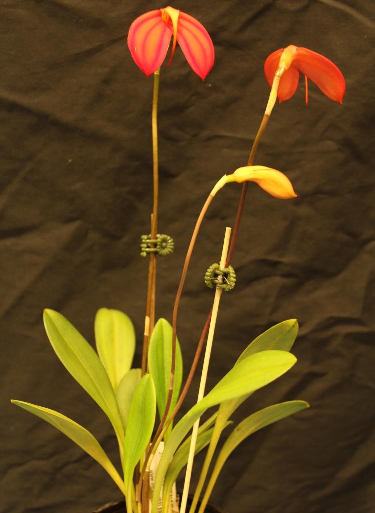 Masdevallia ignea - photo 2