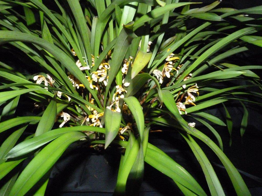 Maxillaria picta