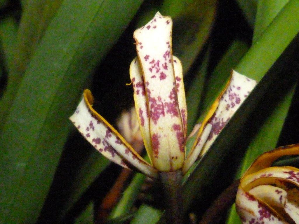 Maxillaria picta - photo 2