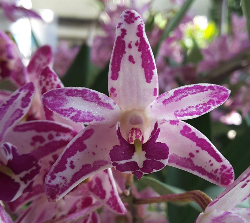 Den Flinders 'World's Best'