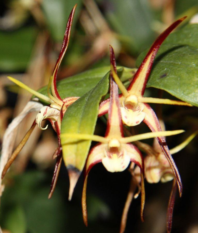 Dendrobium tetragonum subsp. tetragonum