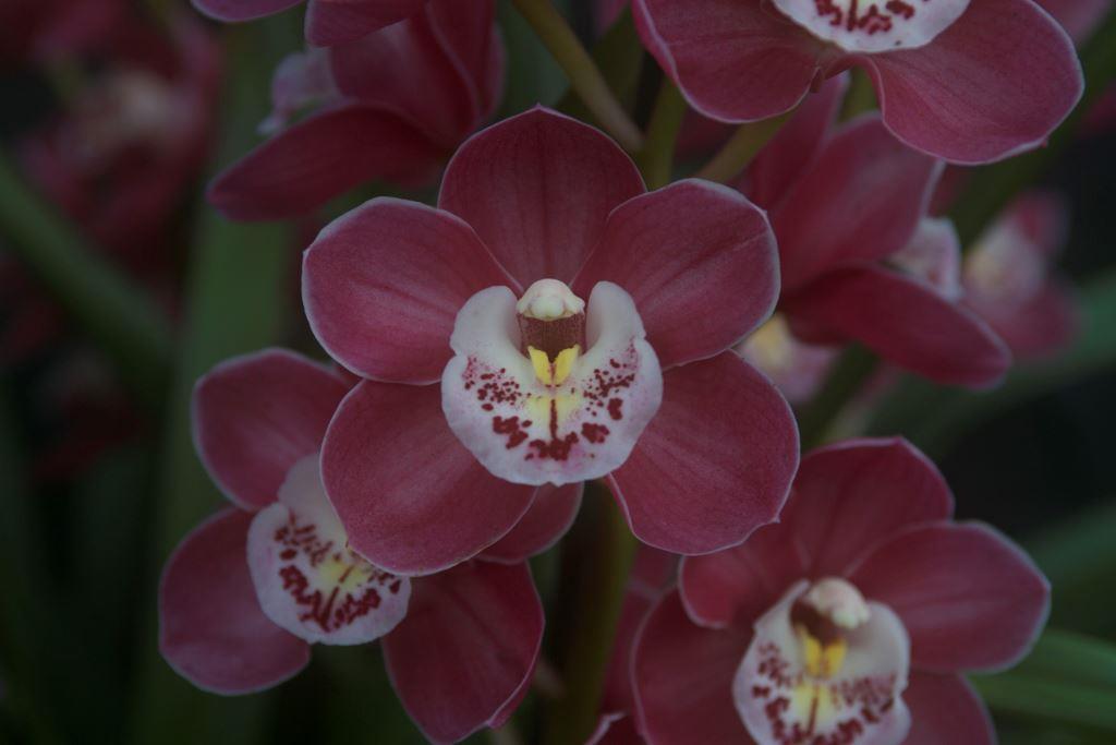 Cym Templestowe Charm