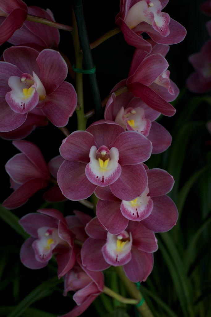 Cym Templestowe Charm