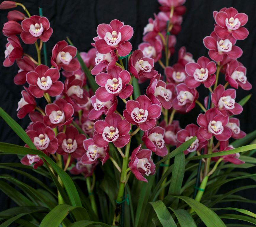 Cymbidium Templestowe Charm - photo 2