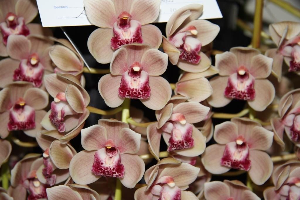 Cymbidium Mary Green - photo 2