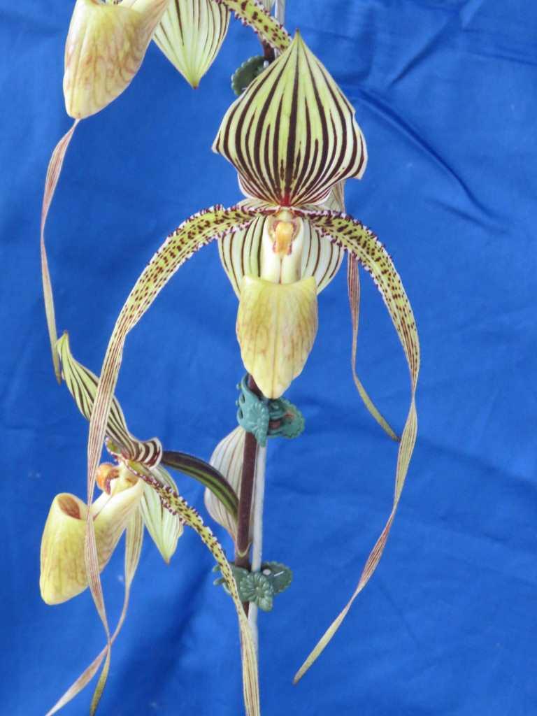 Paph Saint Swithin