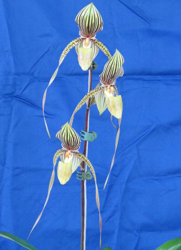 Paphiopedilum Saint Swithin - photo 2