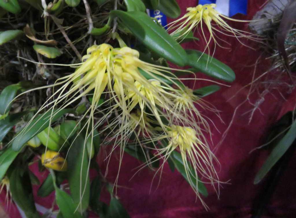 Bulbophyllum vaginatum - photo 2