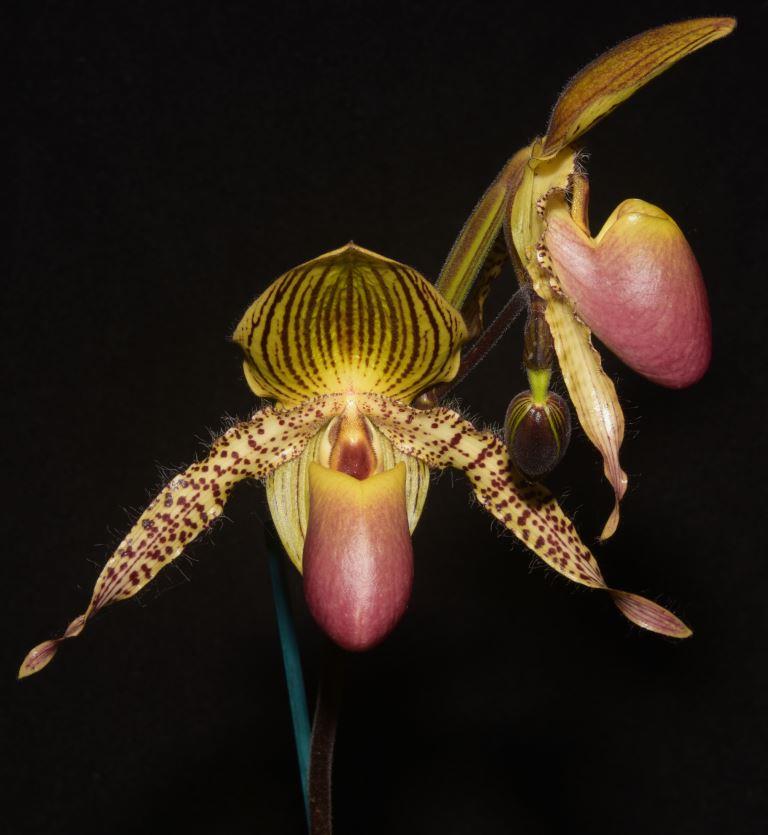 Paph Zycleon