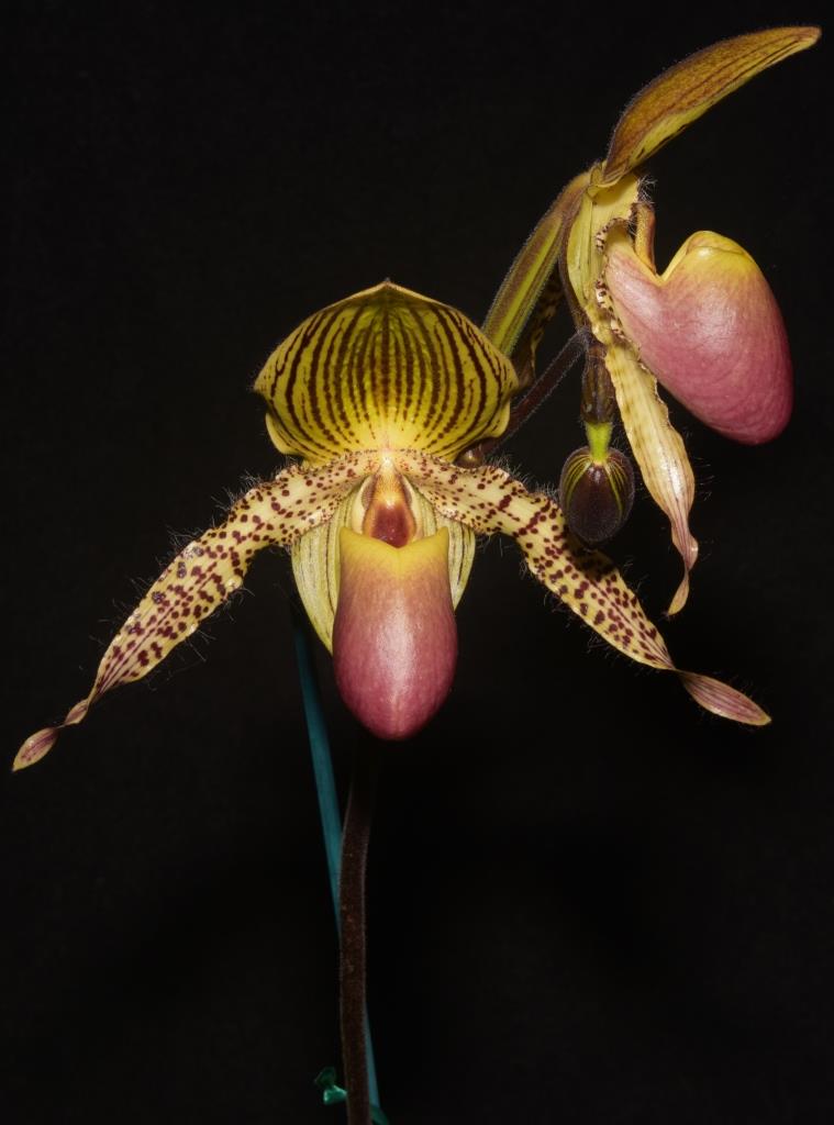 Paphiopedilum Zycleon - photo 2