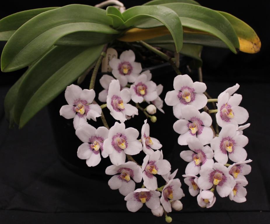 Sarcochilus Gunnadoo - photo 2