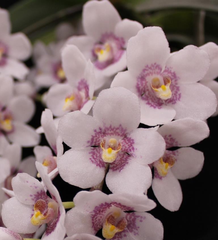 Sarcochilus Gunnadoo - photo 2