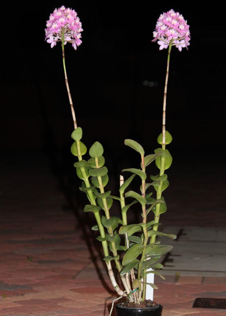 Epidendrum Wedding Valley - photo 2