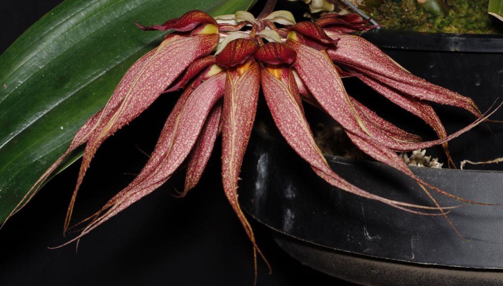 Bulb Krairit Vejvarut