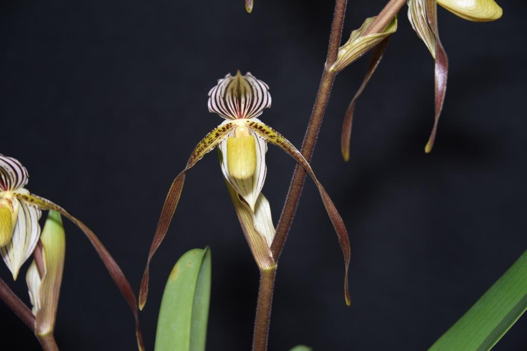 Paph Temptation