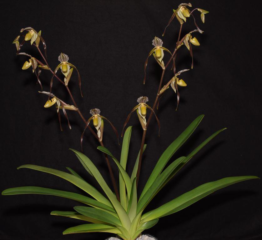 Paphiopedilum Temptation - photo 2