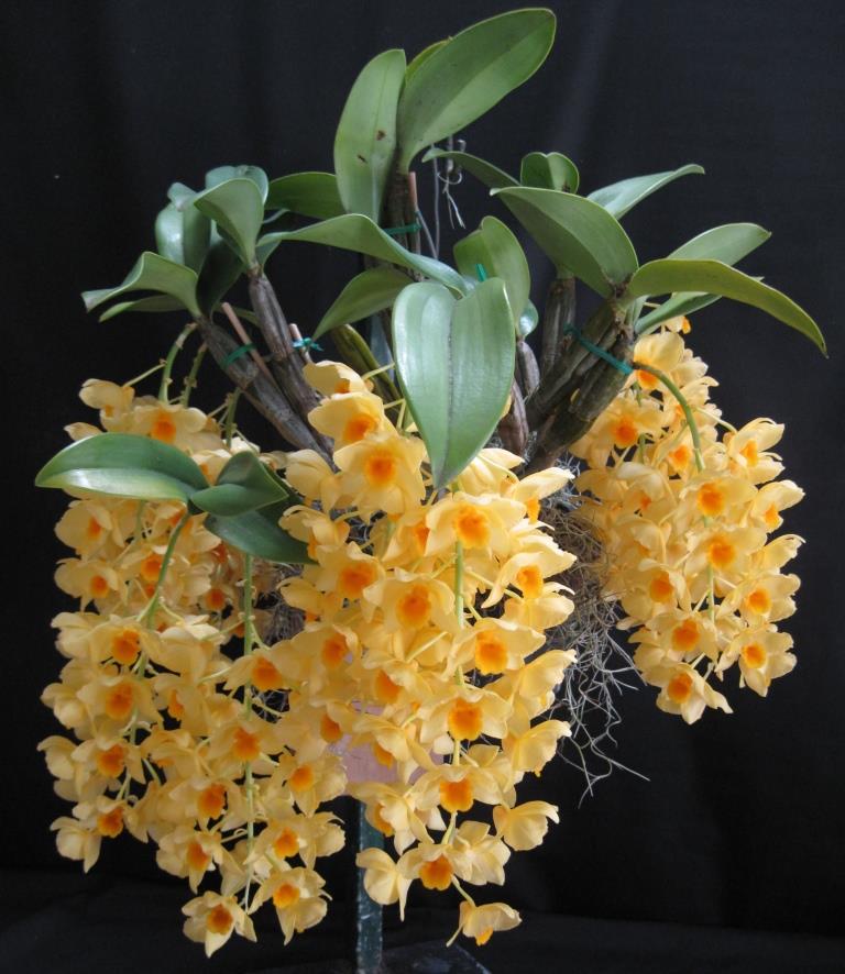 Dendrobium griffithianum