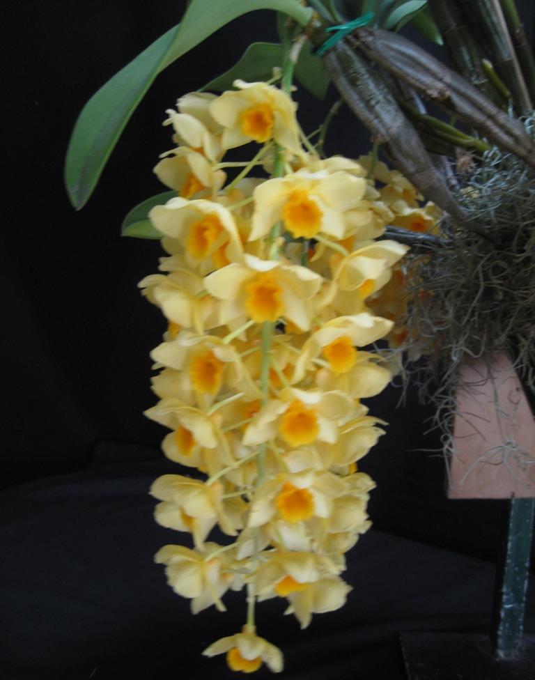 Dendrobium griffithianum - photo 2